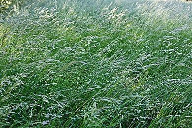 Epic喜加一：《金色的光芒》免费领